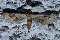 Eupithecia gueneata