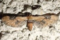 Eupithecia gueneata