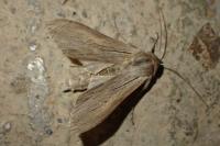 Cucullia campanulae