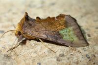 Diachrysia chryson