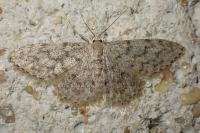 Idaea alyssumata
