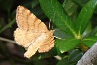 Macaria brunneata