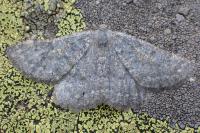 Gnophos obfuscata
