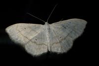 Scopula subpunctaria