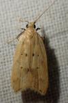 Acompsia schmidtiellus