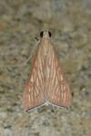Antigastra catalaunalis