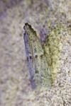 Phycitodes binaevella
