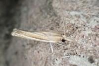 Ancylolomia tentaculella