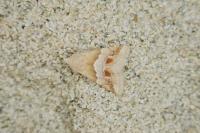 Eublemma parva