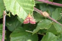 Pyrausta purpuralis
