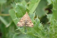 Pyrausta despicata