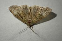 Anaplectoides prasinus