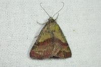 Phytometra viridaria
