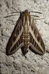Hyles livornica