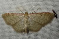 Idaea humiliata