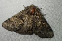 Gluphisia crenata