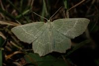 Hemithea aestivaria