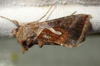 Macdunnoughia confusa