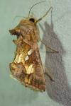 Chrysodeixis chalcites