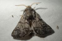 Thaumetopoea pityocampa