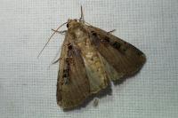 Xestia triangulum