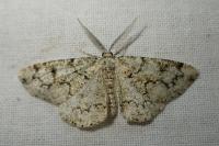 Cleorodes lichenaria