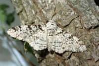 Biston betularia