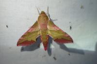 Deilephila porcellus