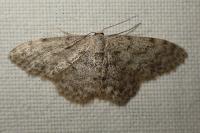 Idaea alyssumata