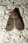 Agrotis segetum