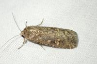 Spodoptera exigua