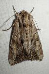 Apamea monoglypha