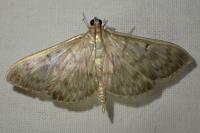 Patania ruralis