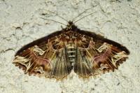 Callopistria juventina