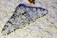 Biston betularia