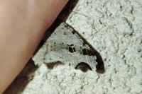 Macaria alternata