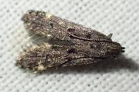 Dichomeris alacella