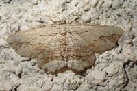 Menophra abruptaria