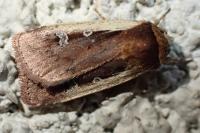 Ochropleura plecta