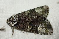 Craniophora ligustri