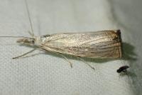Chrysoteuchia culmella