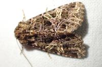 Sideridis rivularis
