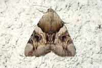 Catocala fulminea