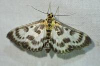 Anania hortulata