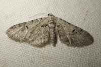 Eupithecia distinctaria