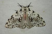 Lymantria monacha