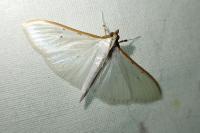 Palpita vitrealis
