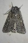 Acronicta euphorbiae