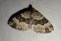 Epirrhoe alternata