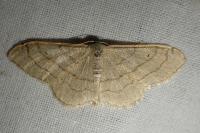Idaea aversata